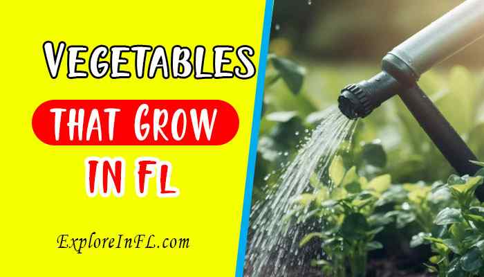 Exploring Florida’s Bounty: A Guide to Vegetables that Grow in Florida