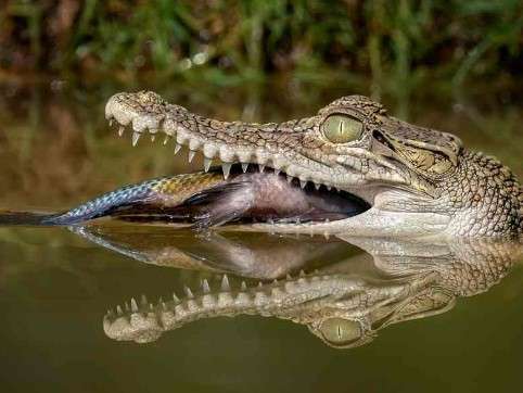 What Do Alligators Eat in FL?
