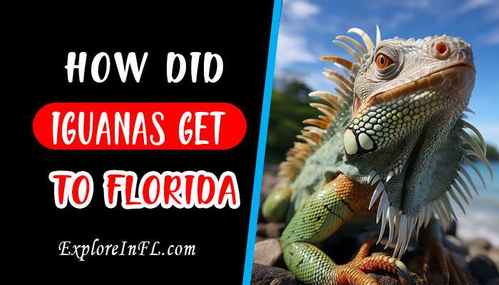 How Did Iguanas Get to Florida? The Intriguing Journey of Iguanas