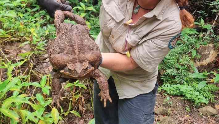 What Eats Cane Toads in Florida