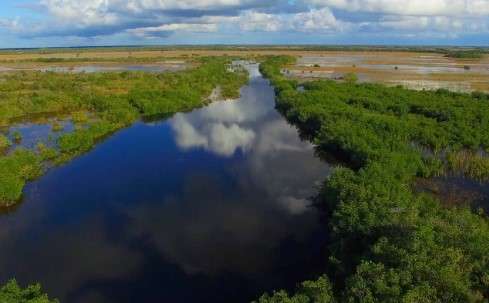 Is it Safe to Swim in the Florida Everglades: Expert Opinions and Local Insights