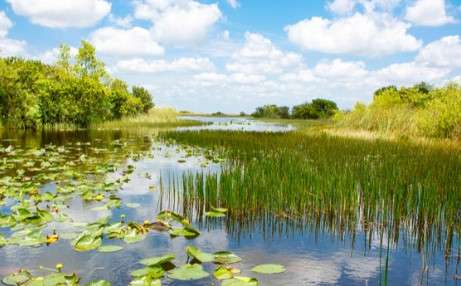 Is it Safe to Swim in the Florida Everglades: Popular Swimming Spots and their Safety Profiles