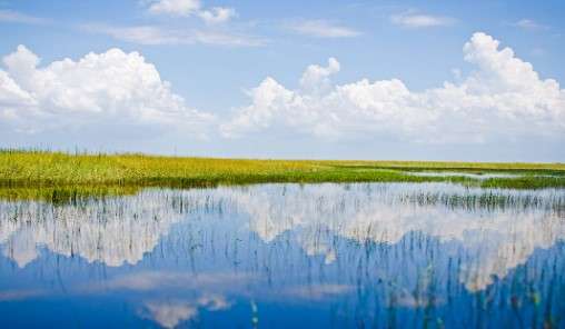 Is it Safe to Swim in the Florida Everglades: Potential Hazards in Natural Water Bodies