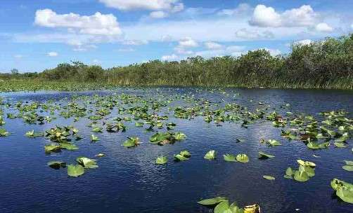 Is it Safe to Swim in the Florida Everglades: Understanding the Florida Everglades