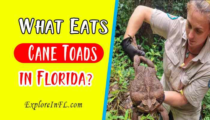 What Eats Cane Toads in Florida?