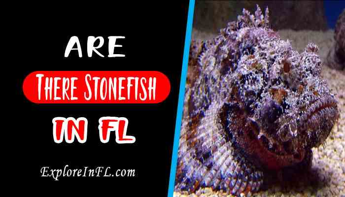 Are There Stonefish in Florida?