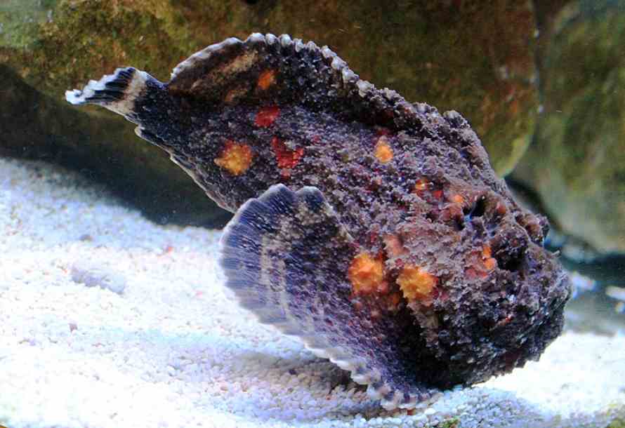Are There Stonefish in Florida