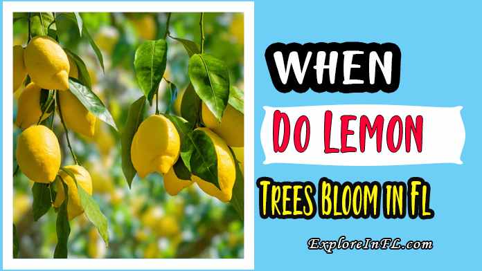 When Do Lemon Trees Bloom in Florida?