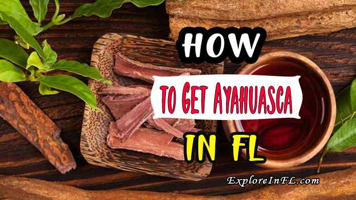How to Get Ayahuasca in Florida?