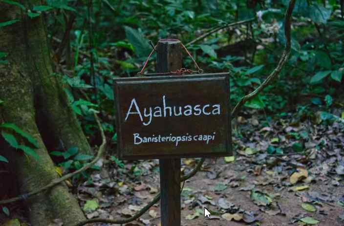 How to Get Ayahuasca in FL