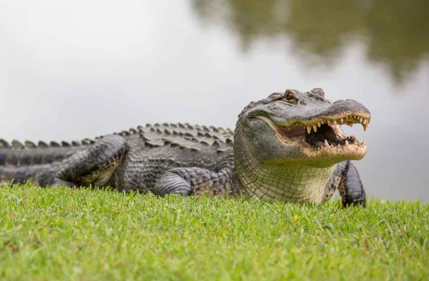 Most Alligator-Infested Lakes in Florida