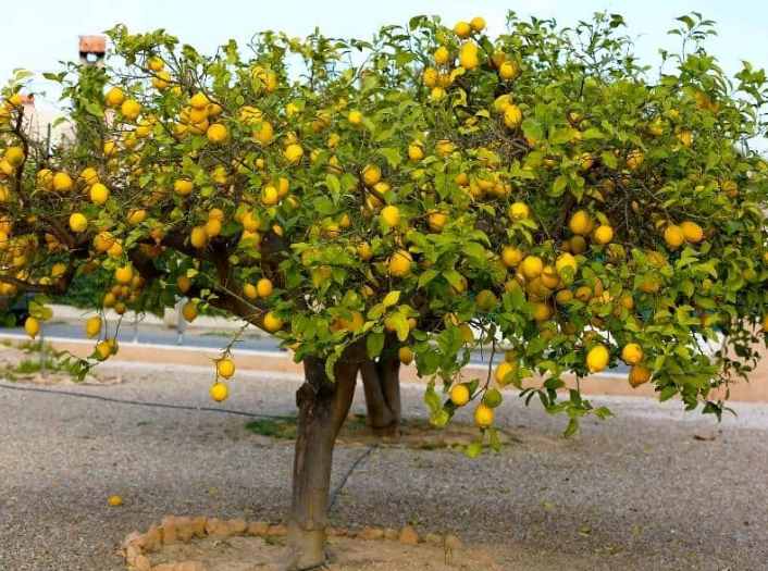 Overview of Common Lemon Varieties in Florida