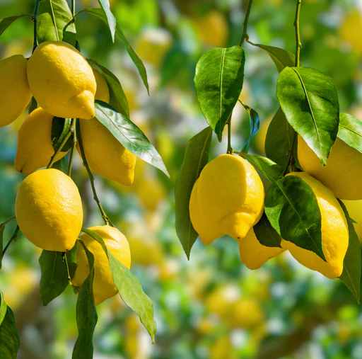 Success Stories of Lemon Growers in Florida