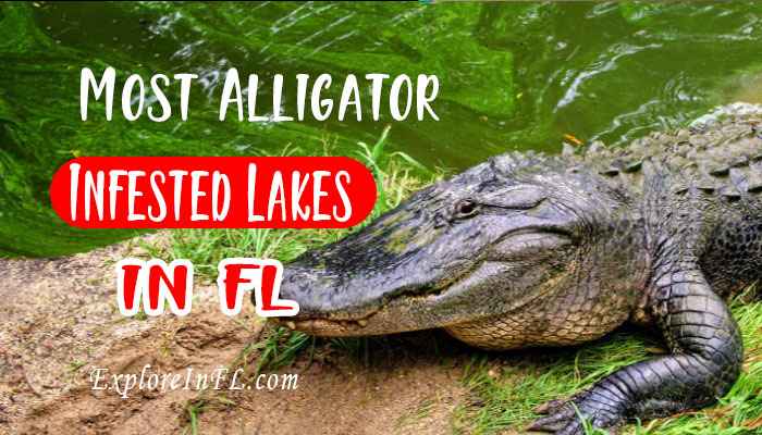 Top 5 Most Alligator-Infested Lakes in Florida